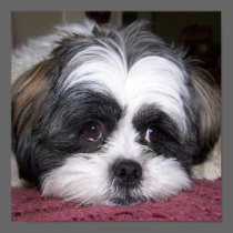 Shih Tzu Dog Photograph Posters