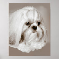 Shih Tzu Dog Portrait Print
