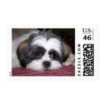 Shih Tzu Dog Postage Stamp