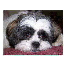Shih Tzu Dog Postcard