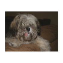 shih tzu dog puppy pet animal portrait picture postcards by dereklovessheila shih tzu dog puppy pet animal portrait picture postcards