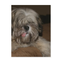 shih tzu dog puppy pet animal portrait picture postcards by dereklovessheila shih tzu dog puppy pet animal portrait picture postcards