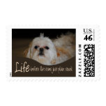 Shih Tzu Flat Iron Hair Humor Stamp stamps