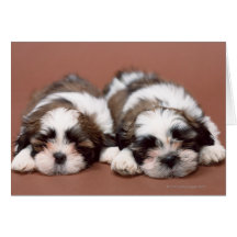 Shih Tzu Greeting Card