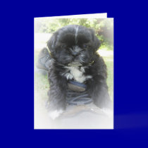 Shih Tzu Greeting Cards