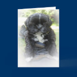 Shih Tzu Greeting Cards cards