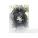 Shih Tzu Greeting Cards