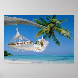 shih tzu hanging shih tzu framed artwork zazzle shih tzu hanging shih tzu framed artwork zazzle