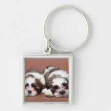 Shih Tzu Key Chains