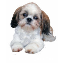 Shih Tzu Ladies T-Shirt