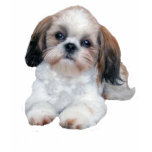 Shih Tzu Ladies T-Shirt