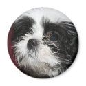 Shih Tzu Magnet