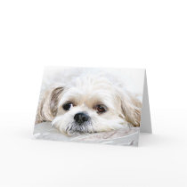 Shih Tzu miss you card