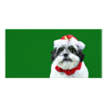 Shih Tzu Mrs Claus photo cards