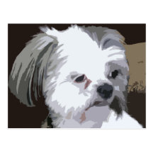 Shih Tzu Photo Postcard