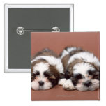 Shih Tzu Pin