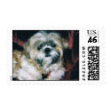 Shih Tzu Postage stamp-Bailey 1