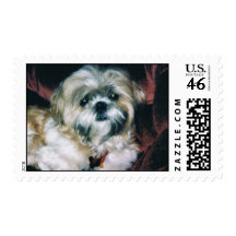 Shih Tzu Postage stamp-Bailey 1