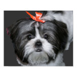 Shih Tzu Poster