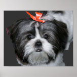 Shih Tzu Poster
