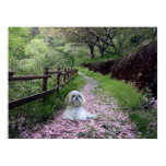 Shih Tzu Poster Purple Flowers