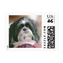Shih Tzu Princess postage