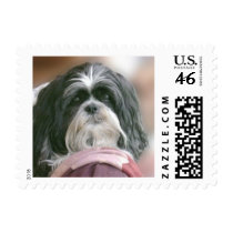 Shih Tzu Princess postage by lgnamako Shih Tzu Princess postage