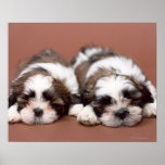 Shih Tzu Print