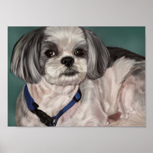 Shih Tzu Print 