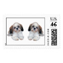 Shih Tzu Puppies Postage postage