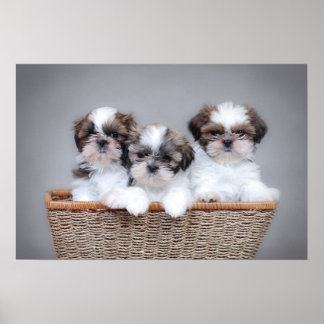 shih tzu tracheal collapse shih tzu posters 25 05 breeds picture shih tzu tracheal collapse shih tzu posters 25 05 breeds picture