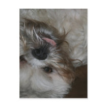 shih tzu puppy dog adorable cute photo postcards