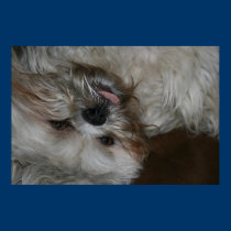 shih tzu puppy dog adorable cute photo posters