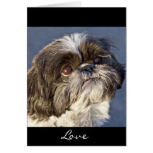 Shih Tzu Puppy Greeting Card - Verse Inside