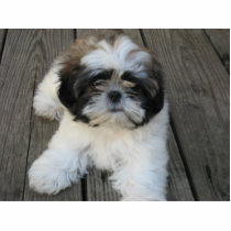 Shih-tzu Puppy photo sculptures by jleacombs Shih-tzu Puppy photo sculptures