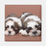 Shih Tzu Refrigerator Magnets