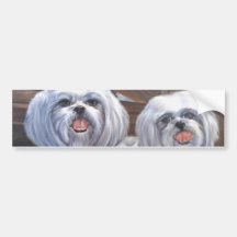 Shih Tzus Bumper Sticker
