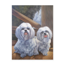 Shih Tzus Postcards