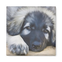 Shiloh Shepherd magnets by Cazzies_Creations Shiloh Shepherd magnets