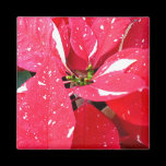 Shimmer Star Surprise Poinsettia Magnet