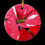 Shimmer Star Surprise Poinsettia Ornament