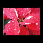 Shimmer Star Surprise Poinsettia Postcard