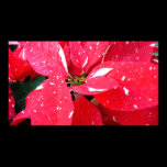 Shimmer Star Surprise Poinsettia Poster Print