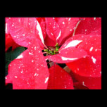 Shimmer Star Surprise Poinsettia Poster Print