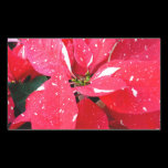 Shimmer Star Surprise Poinsettia Sticker