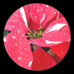 Shimmer Star Surprise Poinsettia Sticker