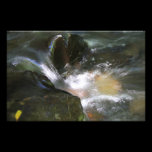 Shimmering Creek Photo photography