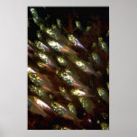Shimmering glassfish poster