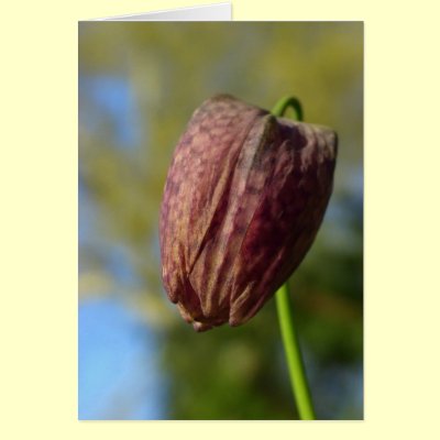 Shine on greeting cards by Rainmountain