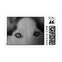 Shiner's eyes postage